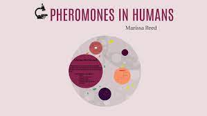 real human pheromone