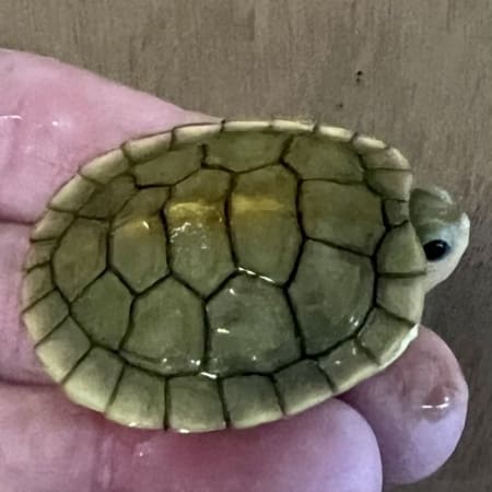Caramel Albino Red Eared Slider turtle - Image 3