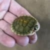 caramel albino slider turtle for sale