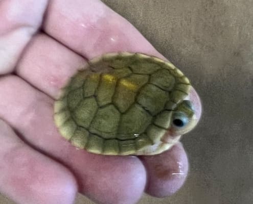 caramel albino slider turtle for sale