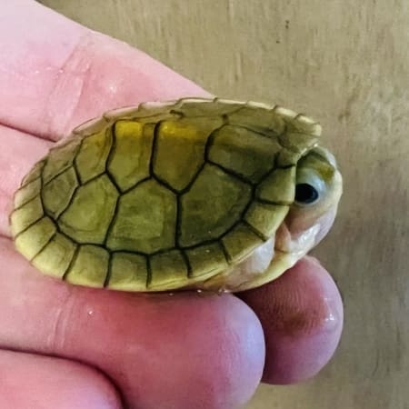 albino slider turtle