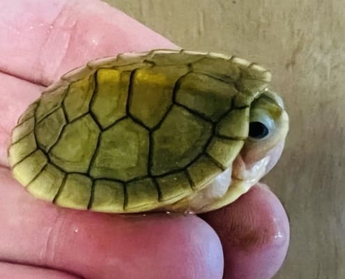 albino slider turtle