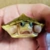 baby albino slider turtle