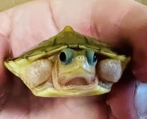 baby albino slider turtle