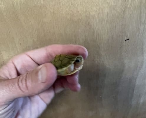 baby slider turtle for sale