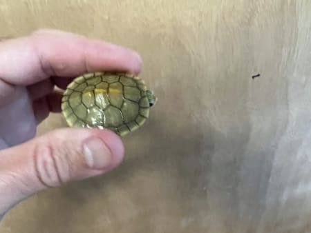albino slider turtles
