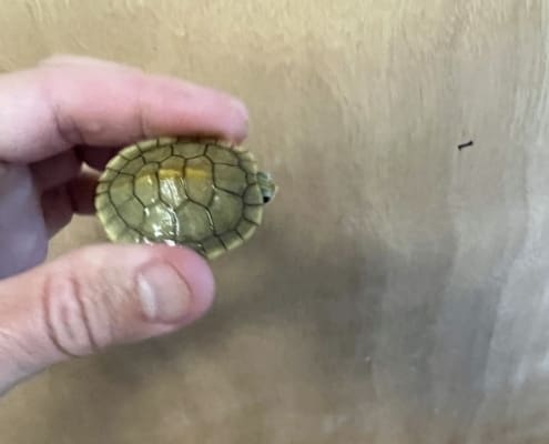 albino slider turtles