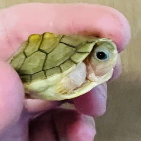 caramel albino slider turtle for sale