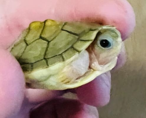 caramel albino slider turtle for sale