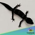 black night leopard gecko