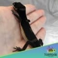 black night leopard gecko for sale