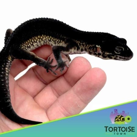 black night leopard gecko