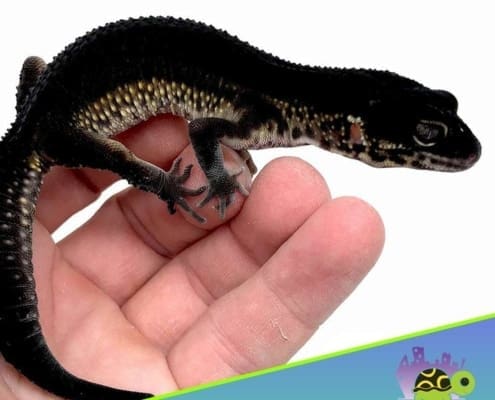 black night leopard gecko