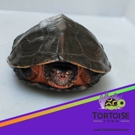 kwangtung river turtles for sale