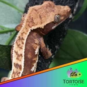 Harlequin Crested Gecko