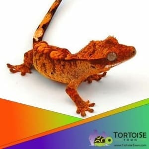 Orange Tiger Crested Gecko