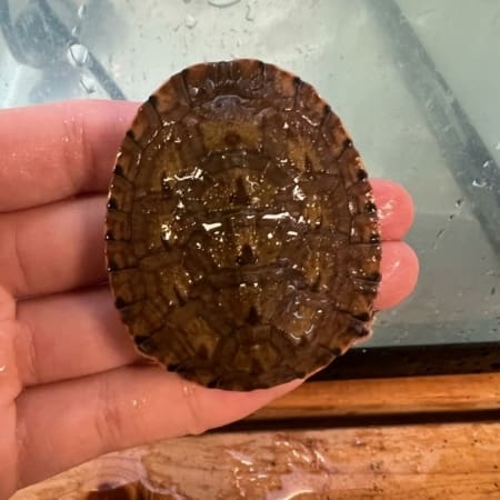 baby side neck turtle for sale