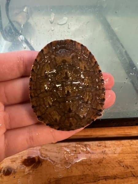 baby side neck turtle for sale