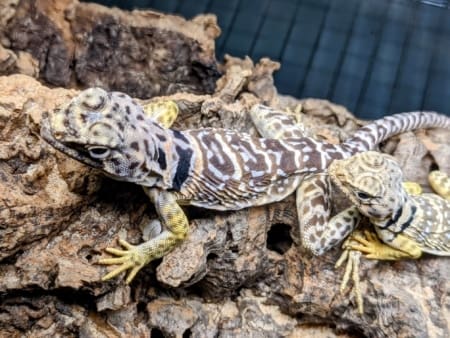 Eastern Collard Lizard - Image 3