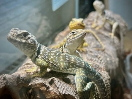 Eastern Collard Lizard - Image 2