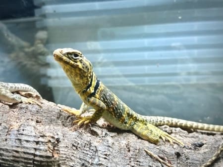 Eastern Collard Lizard