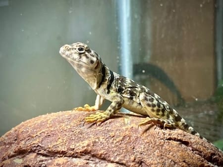Eastern Collard Lizard - Image 5