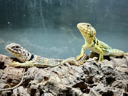 Eastern Collard Lizard - Image 6