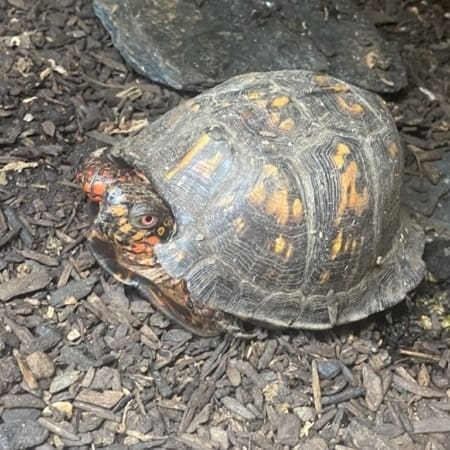 eastern box turtle