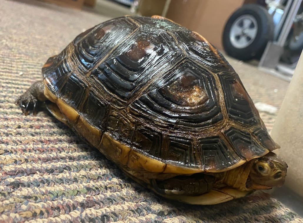 Exact Chinese Box Turtle for Sale Female Chinese box turtle