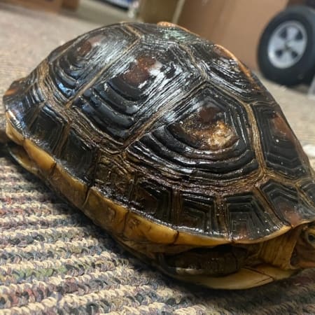 exact chinese box turtle