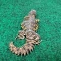 uromastyx for sale