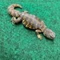 red uromastyx