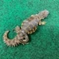 red uromastyx