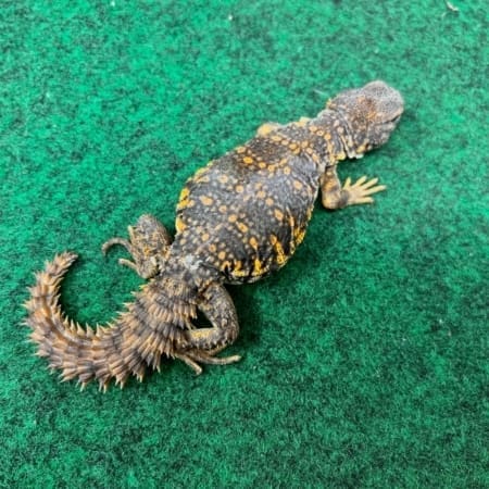 red uromastyx
