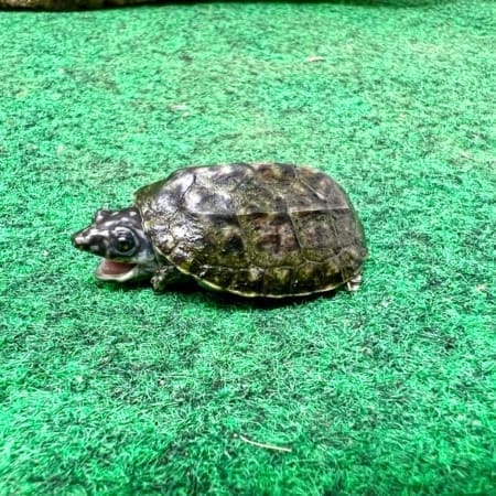 giant baby mexican musk turtle