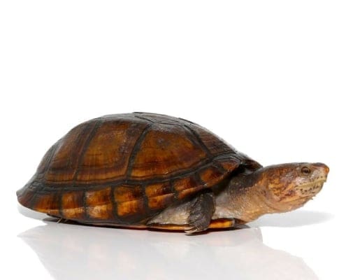 Red cheeked mud turtle for sale