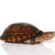 Red cheeked mud turtle for sale