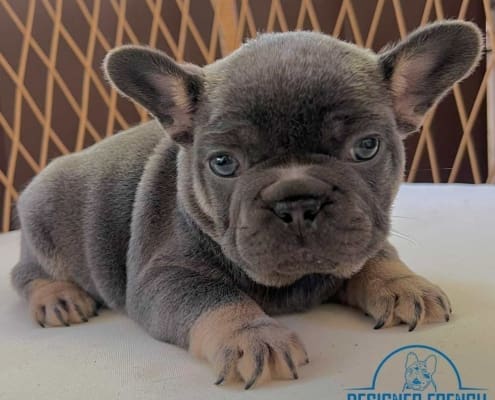 Blue Frenchie Nation , Bulldog Francés