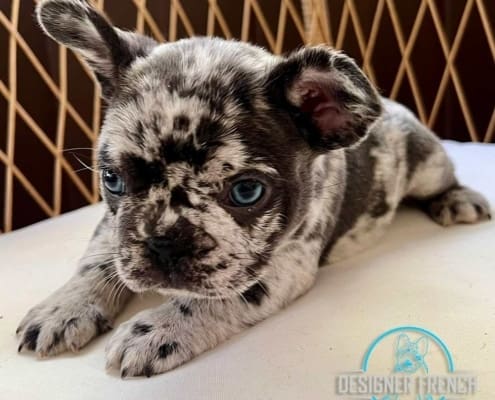 Frenchies for sale