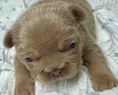 Frenchie puppies hot sale