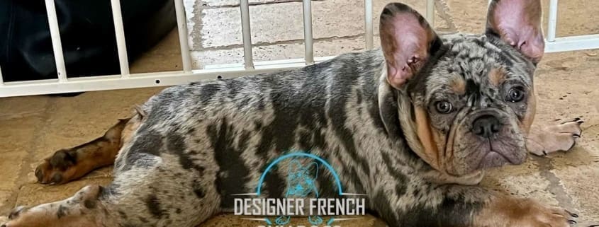 Frenchie puppies for sale