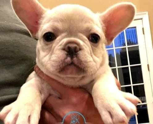 Frenchie Puppies near me