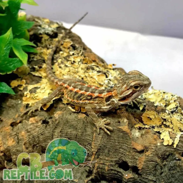 bearded dragon temperament