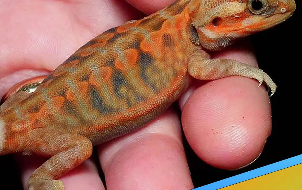 bearded dragon tank