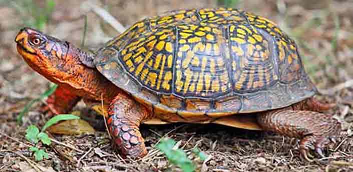 Eastern box turtle