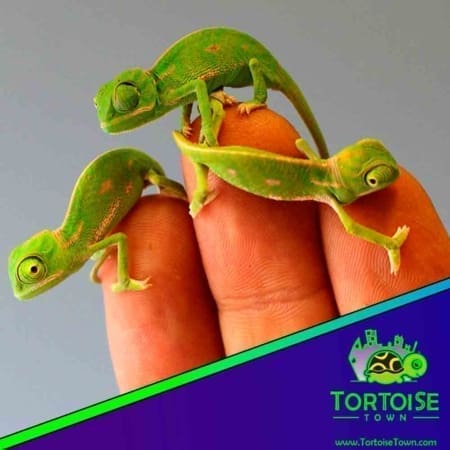 baby veiled chameleon