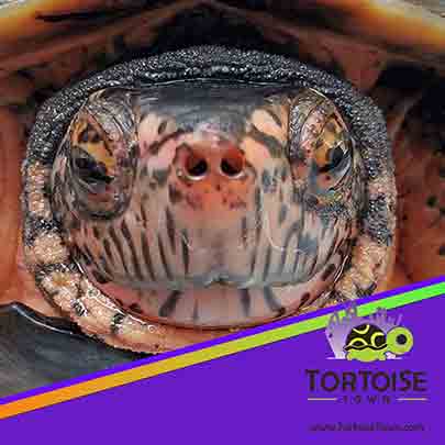 live turtles for sale