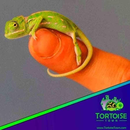 veiled chameleon near me