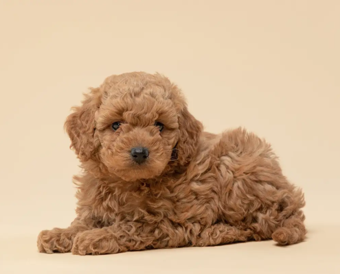 mini golden doodle puppies mini goldendoodle puppies